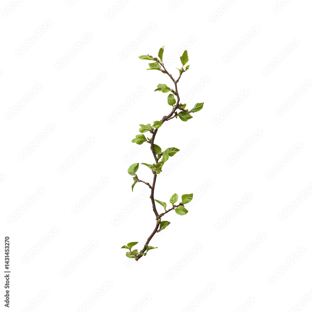 Obraz premium Delicate Spring Branch with Fresh Green Leaves Isolated on Transparent Background