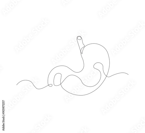 continuous line drawing of stomach, anatomy concept on minimalist white background. vector illustration