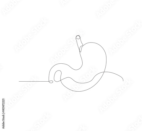 continuous line drawing of stomach, anatomy concept on minimalist white background. vector illustration