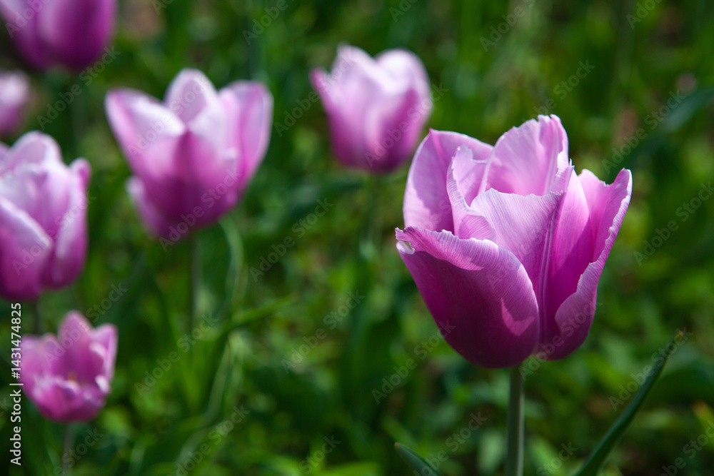 Tulips blooming in the botanical garden Tulips blooming in the botanical garden