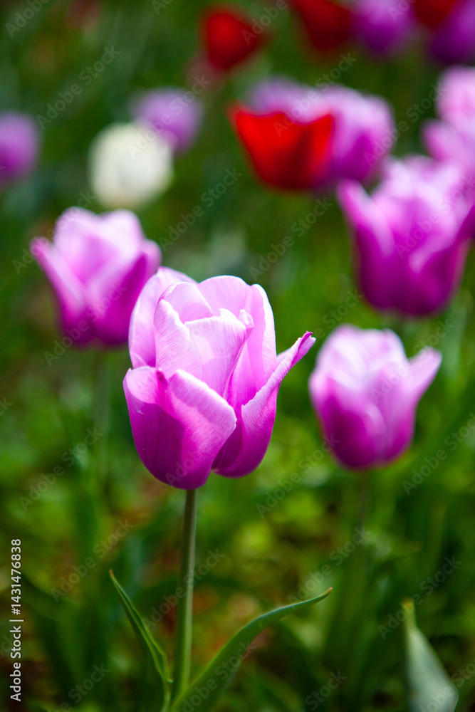 Tulips blooming in the botanical garden Tulips blooming in the botanical garden
