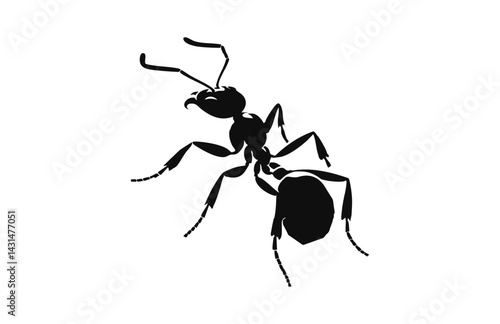 ant isolated on white background
