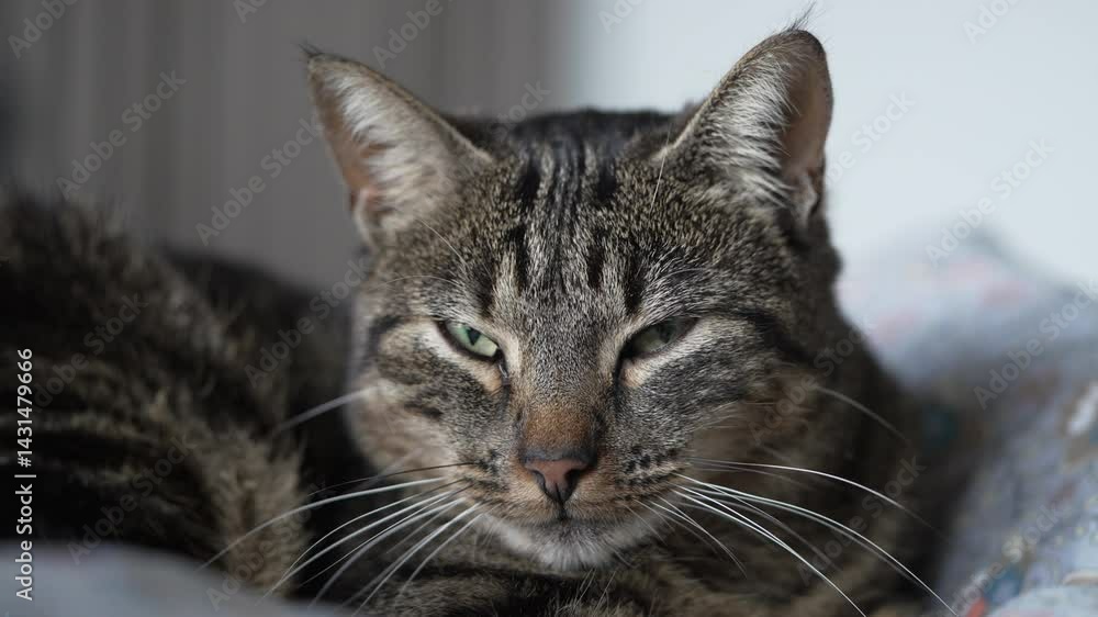 tabby cat lounges quietly indoors, eyes half-closed gazing softly across the cozy, sunlit room tabby cat lounges quietly indoors, eyes half-closed gazing softly across the cozy, sunlit room