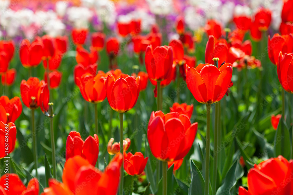 Tulips blooming in the botanical garden Tulips blooming in the botanical garden