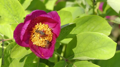 Wallpaper Mural  Blooming red peony (Paeonia) and bees in spring park Torontodigital.ca