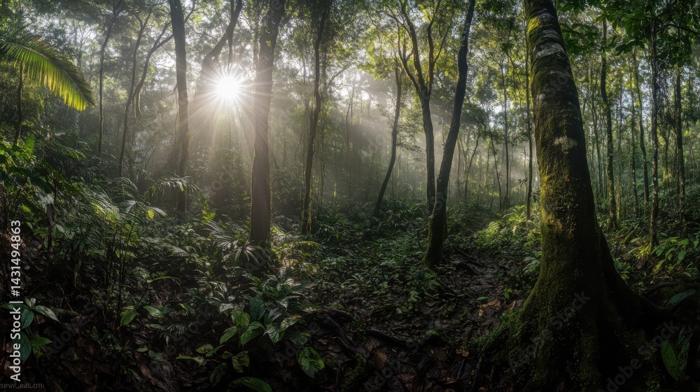 Obraz premium morning mist in the forest