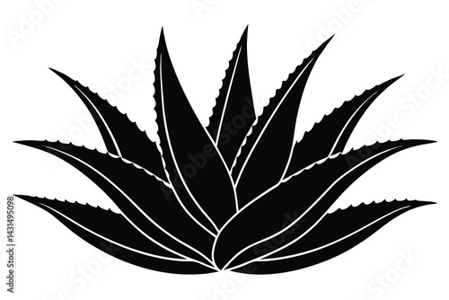  aloe vera vector illustration