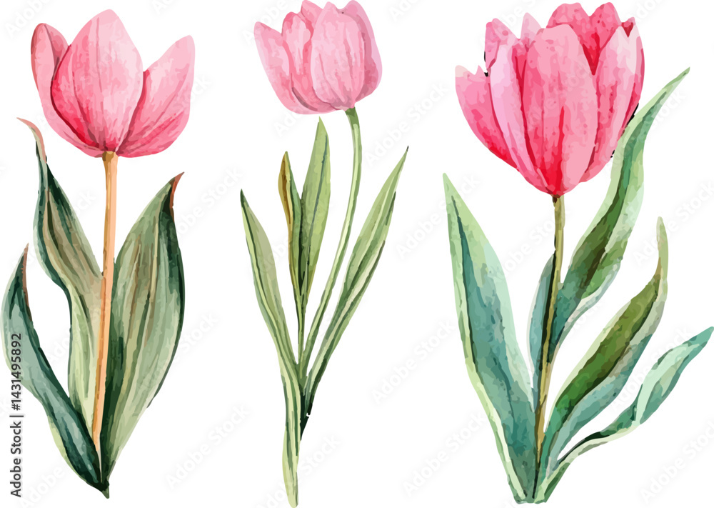 Fototapeta premium vector illustration of tulips