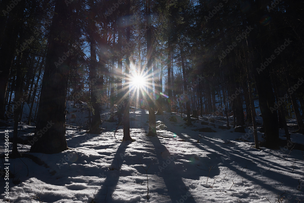dark scenery in the forest with bright sunburst through the tree stems, winter landscape
