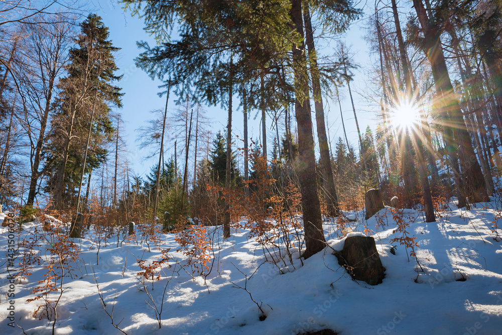 wintry, scenery with sunburst in the needle forest, snow covered ground