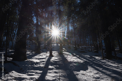 Obraz na płótnie dark scenery in the forest with bright sunburst through the tree stems, winter landscape w salonie