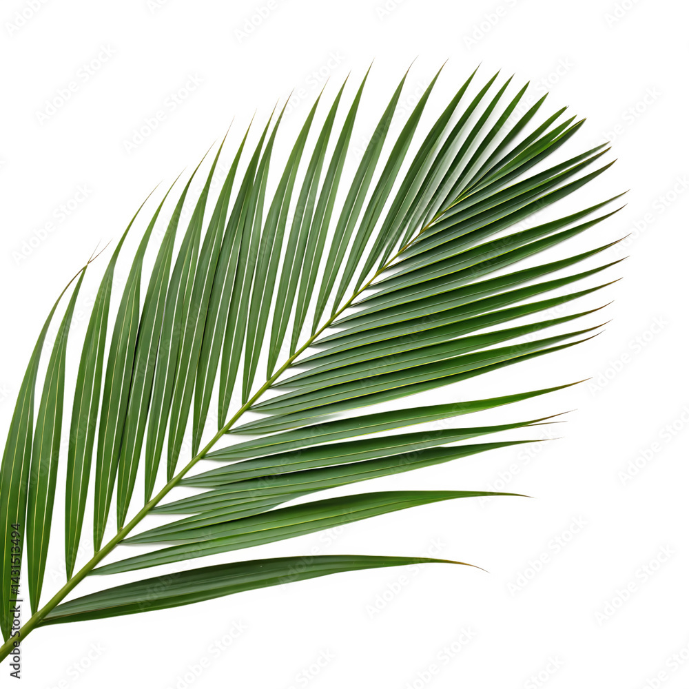 Obraz premium Coconut leaf isolated on a transparent background