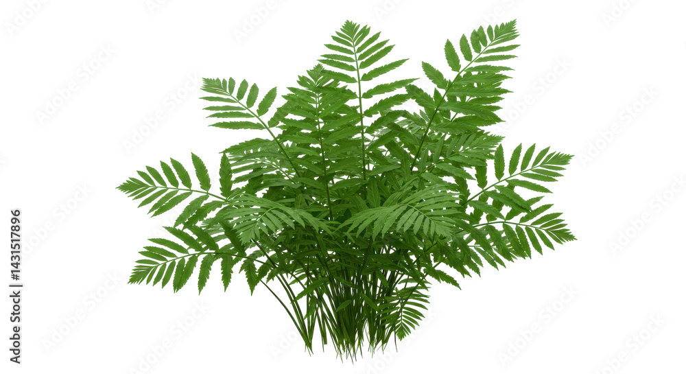 Lush, green fern, its fronds densely clustered against a stark black background Lush, green fern, its fronds densely clustered against a stark black background