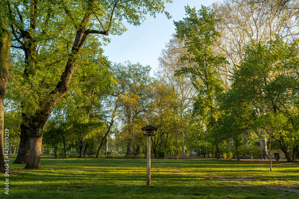 Spring moments in City park of Budapest. Hungarian name is Varosliget. Amazing sunny day with bright lights. The branches of trees are green because many leaves are growing on it.