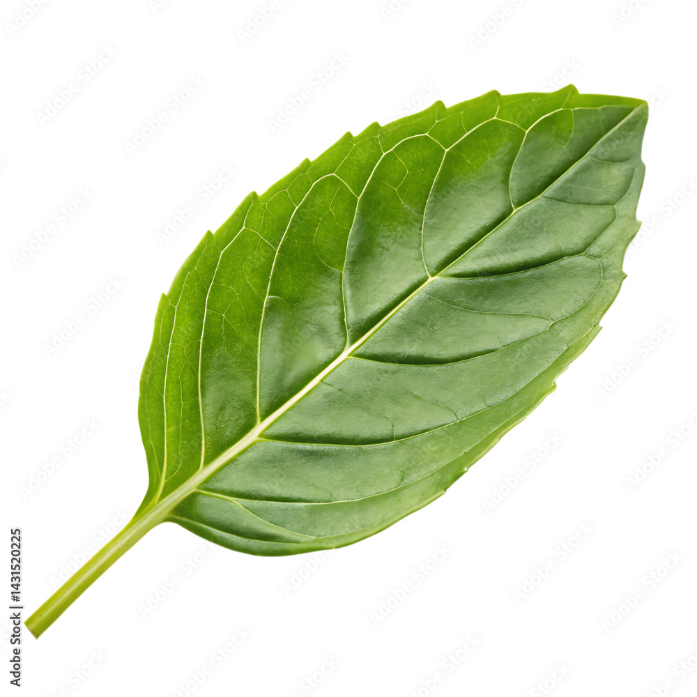 Obraz premium Holy basil leaf isolated on a transparent background