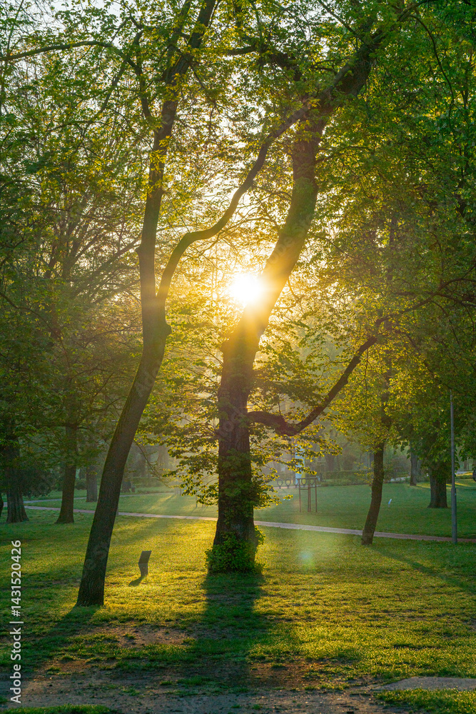 Spring moments in City park of Budapest. Hungarian name is Varosliget. Amazing sunny day with bright lights. The branches of trees are green because many leaves are growing on it.