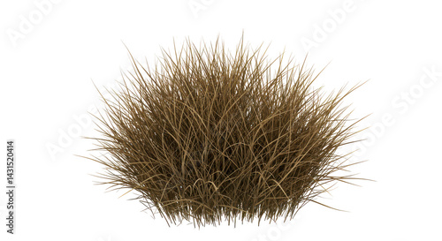 Tussock of dried grass, golden-brown, on black, detailed texture and wispy