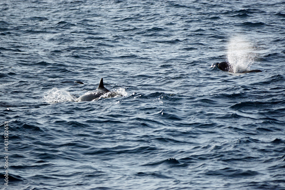 Naklejka premium pilot whale in the indian ocean