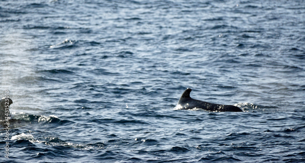 Fototapeta premium pilot whale in the indian ocean
