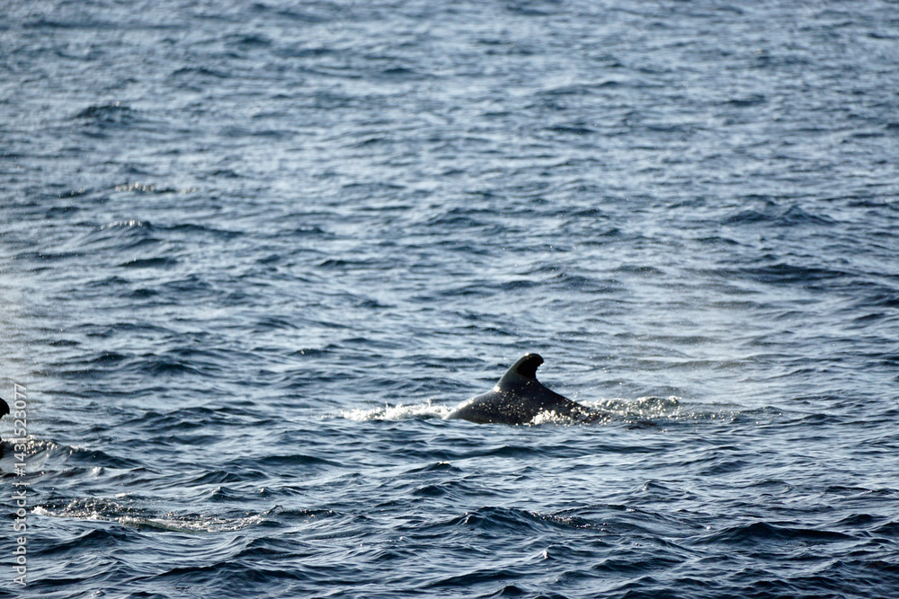 Fototapeta premium pilot whale in the indian ocean