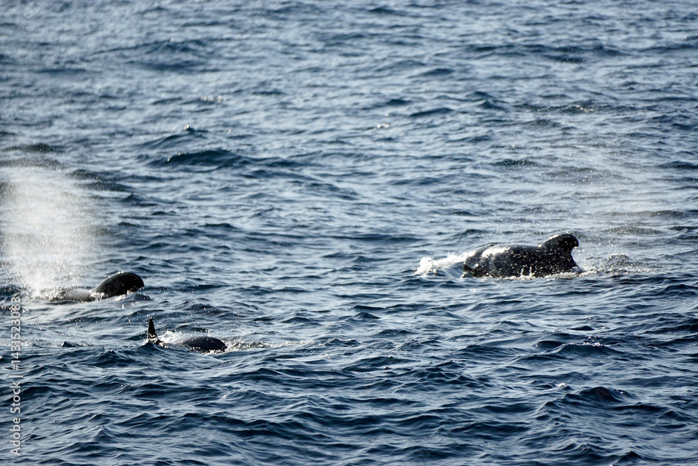Naklejka premium pilot whale in the indian ocean