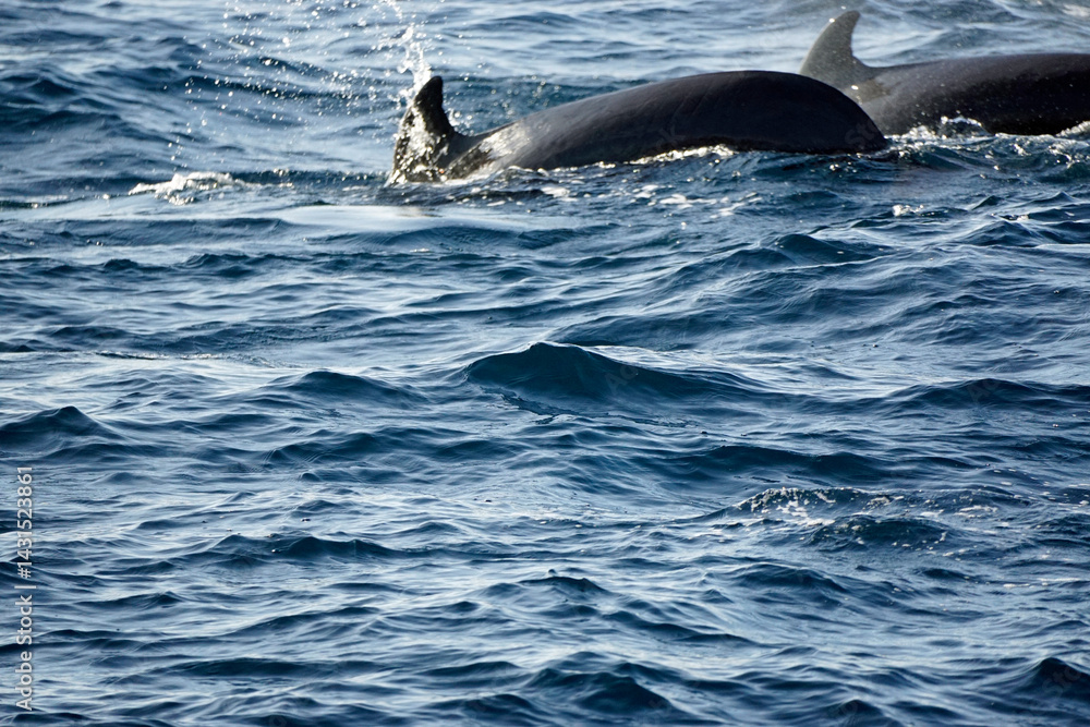 Fototapeta premium pilot whale in the indian ocean