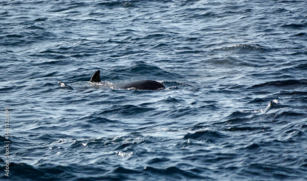 Obraz premium pilot whale in the indian ocean