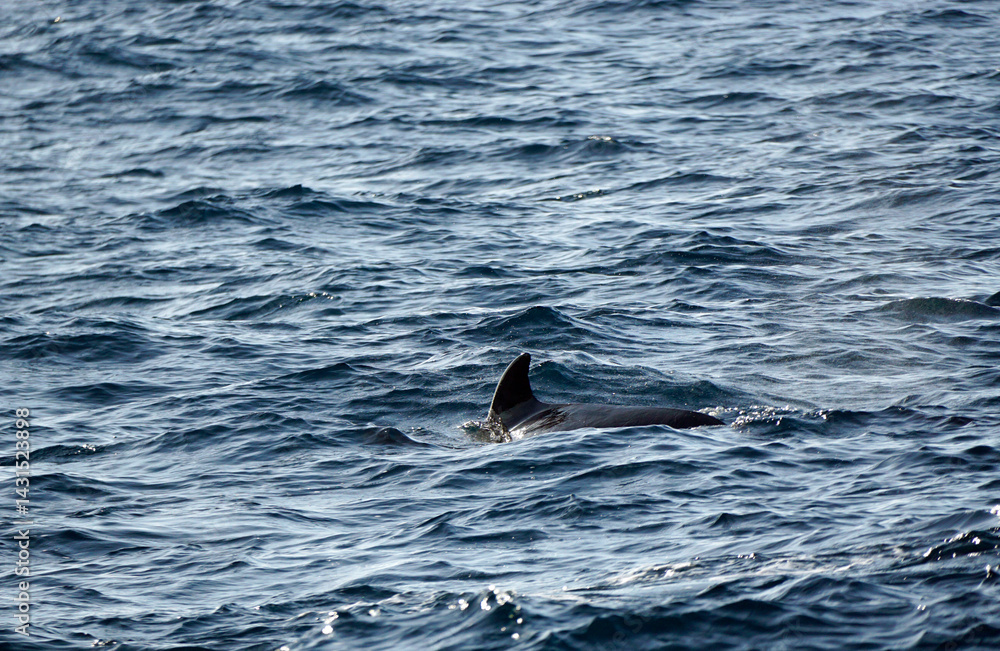 Naklejka premium pilot whale in the indian ocean