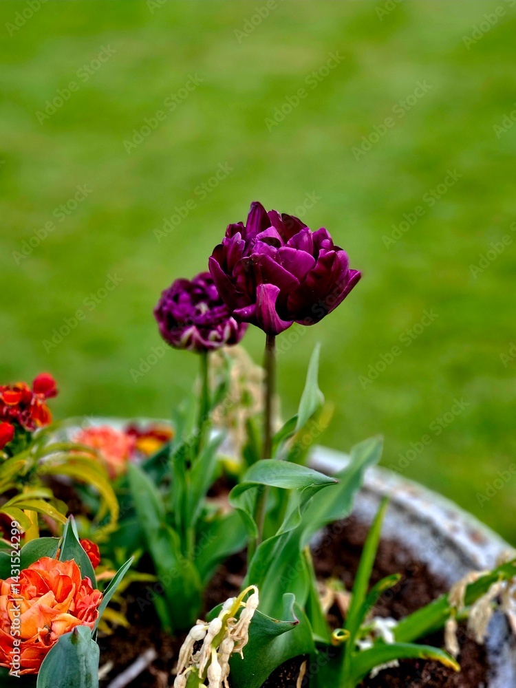 Fototapeta premium purple tulips