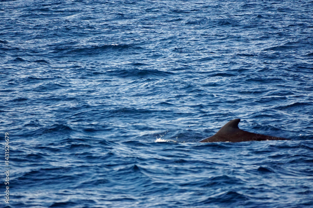 Fototapeta premium pilot whale in the indian ocean