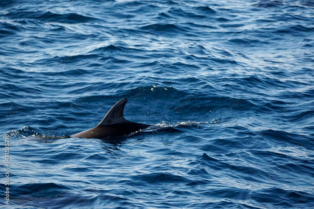 Fototapeta premium dolphin watching tour in mirissa