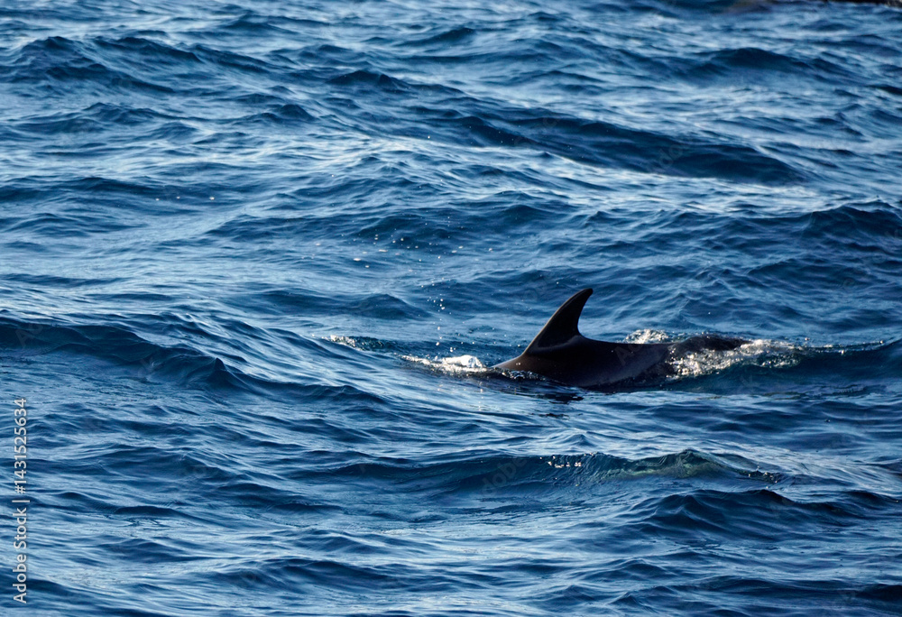 Naklejka premium dolphin watching tour in mirissa