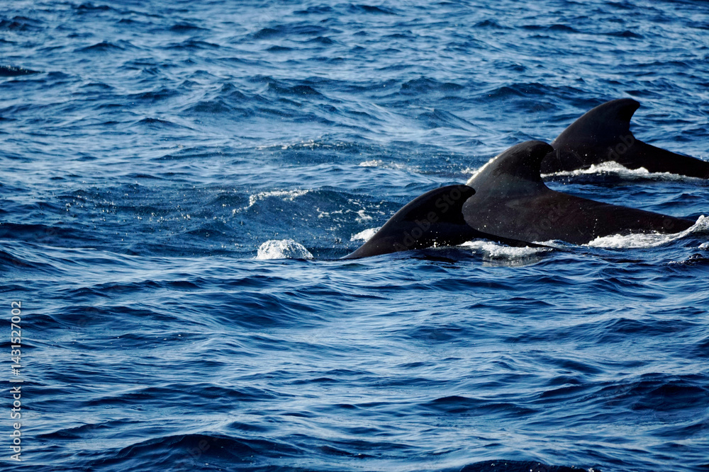 Fototapeta premium pilot whale in the indian ocean