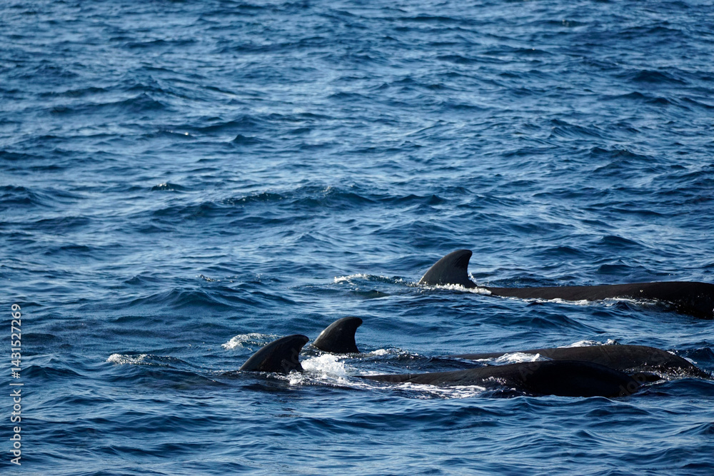 Naklejka premium pilot whale in the indian ocean