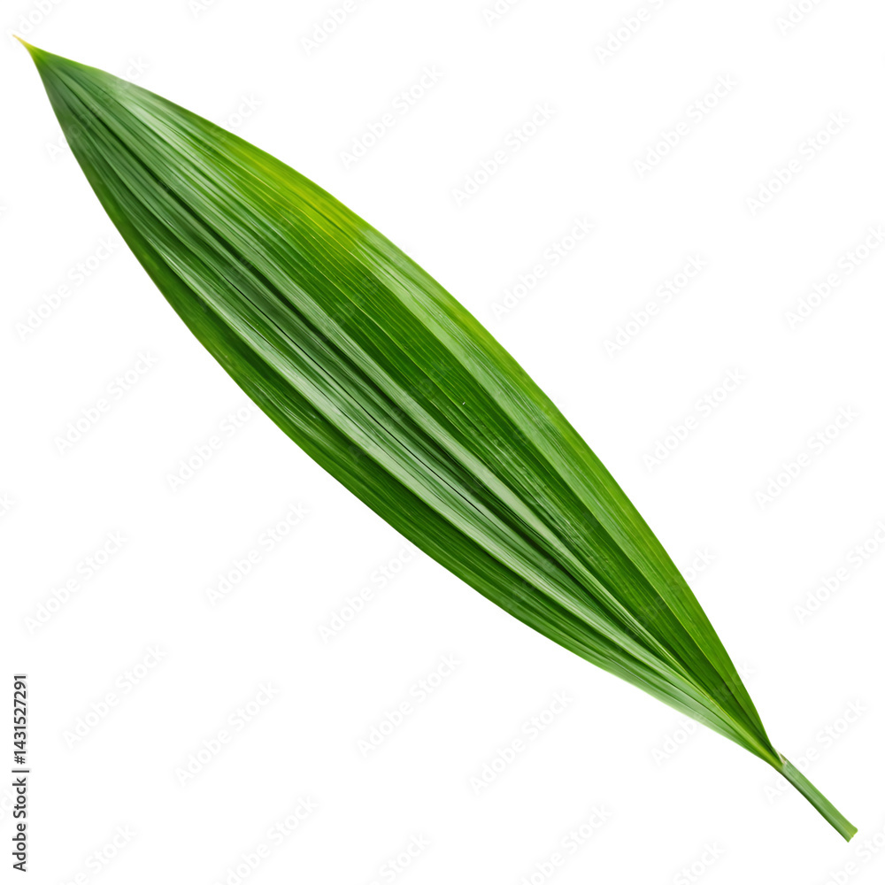 Fototapeta premium Pandan leaf isolated on a transparent background