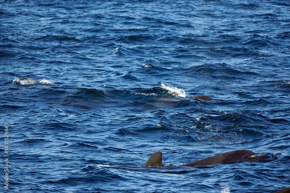 Fototapeta premium pilot whale in the indian ocean