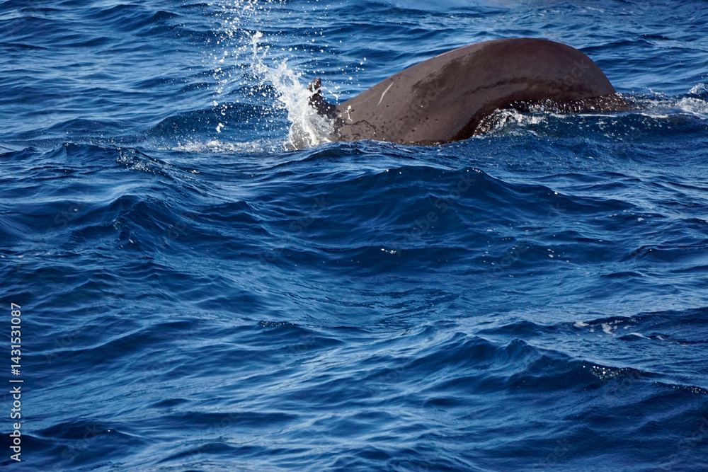 Fototapeta premium pilot whale in the indian ocean