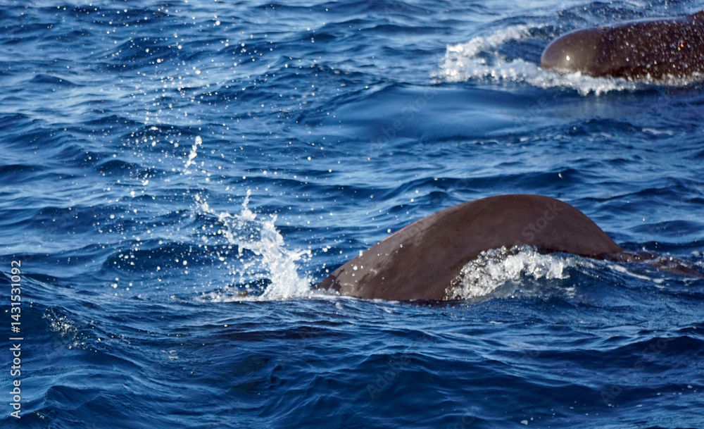 Obraz premium dolphin watching tour in mirissa