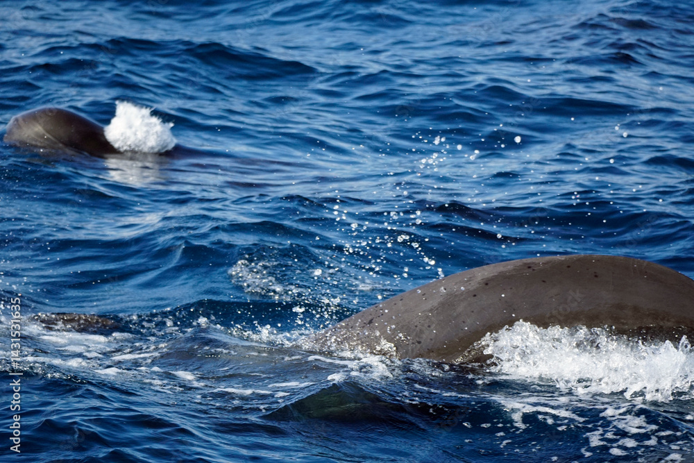 Naklejka premium dolphin watching tour in mirissa