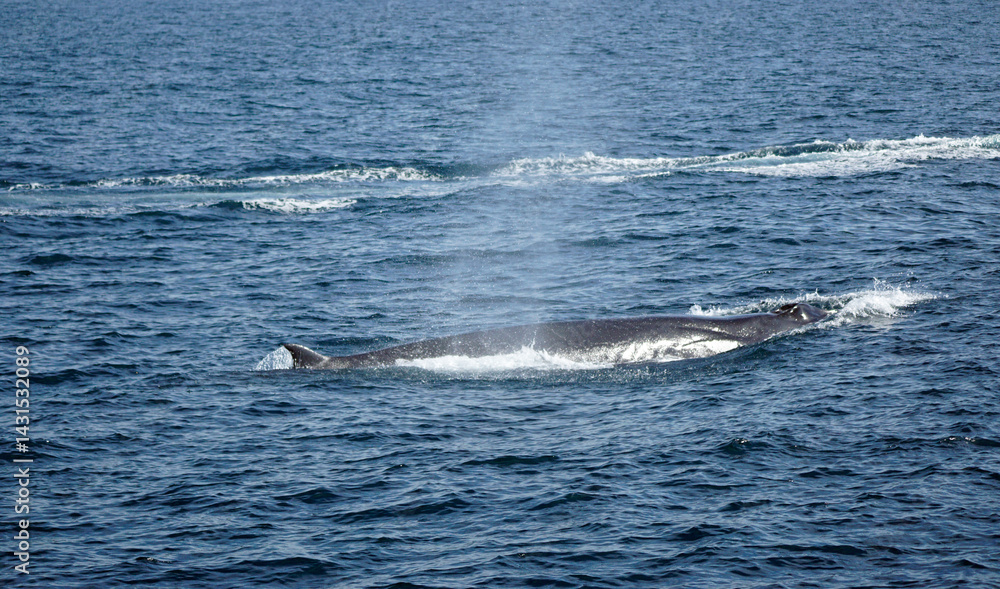 Fototapeta premium humpback whale in the indian ocean