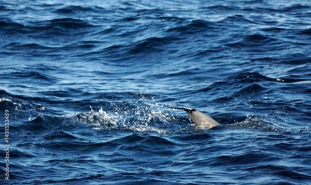 Naklejka premium dolphin watching tour in mirissa