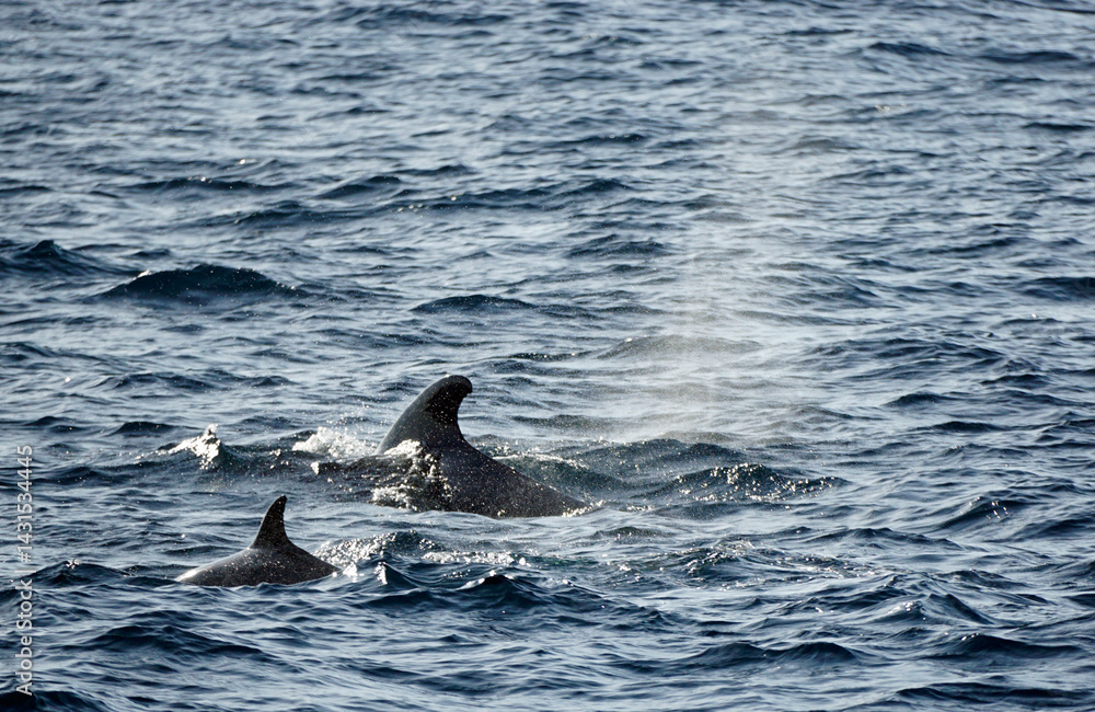 Fototapeta premium pilot whale in the indian ocean