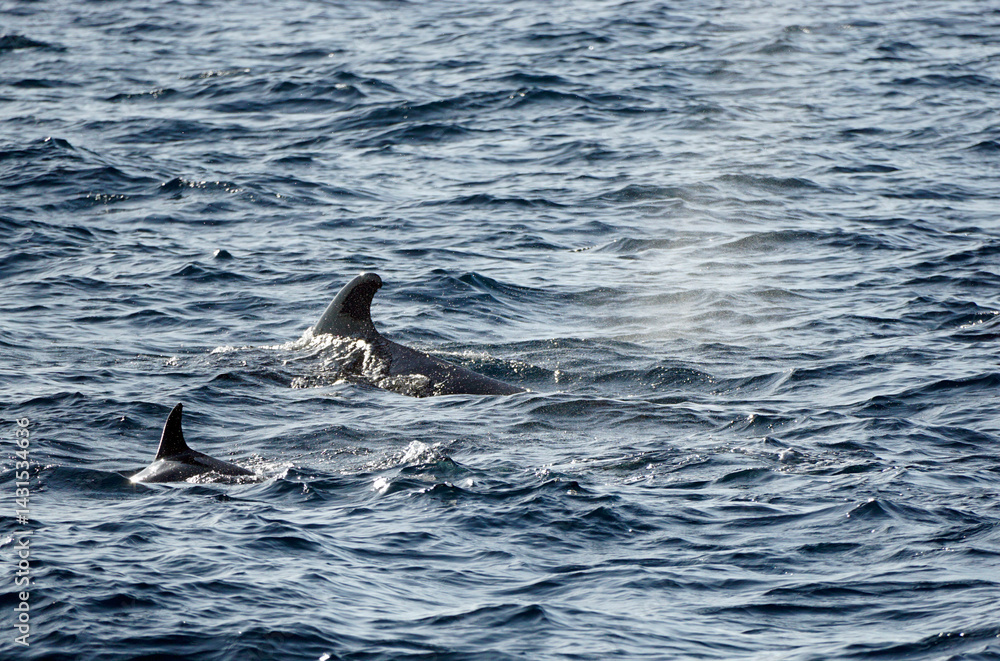 Naklejka premium pilot whale in the indian ocean
