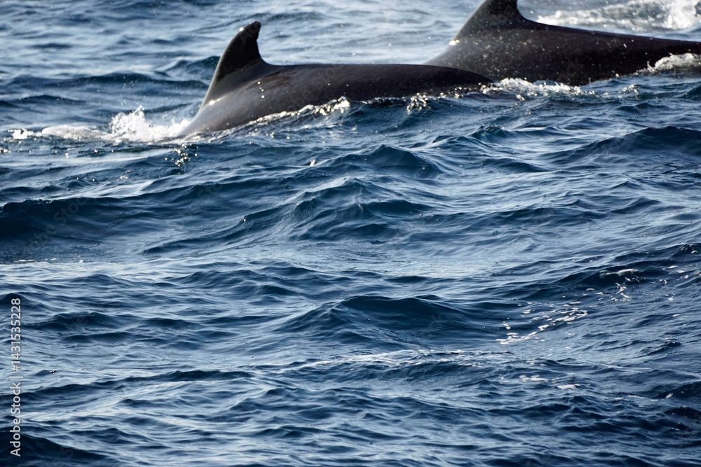 Fototapeta premium pilot whale in the indian ocean