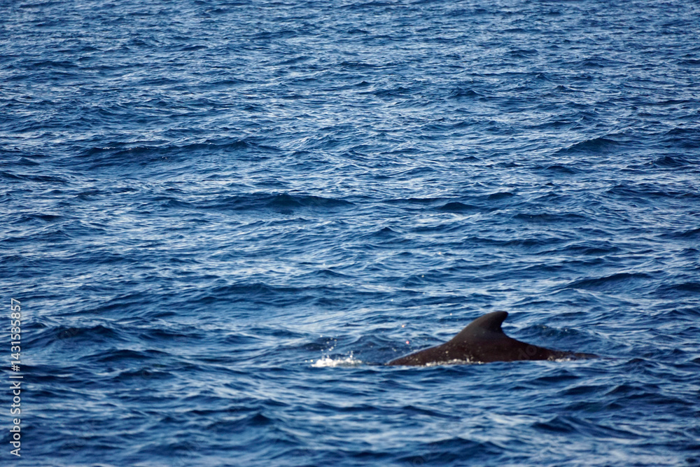 Naklejka premium pilot whale in the indian ocean