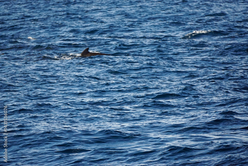 Naklejka premium pilot whale in the indian ocean