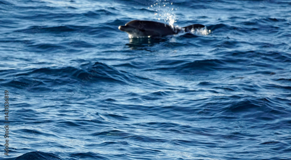Fototapeta premium dolphin watching tour in mirissa