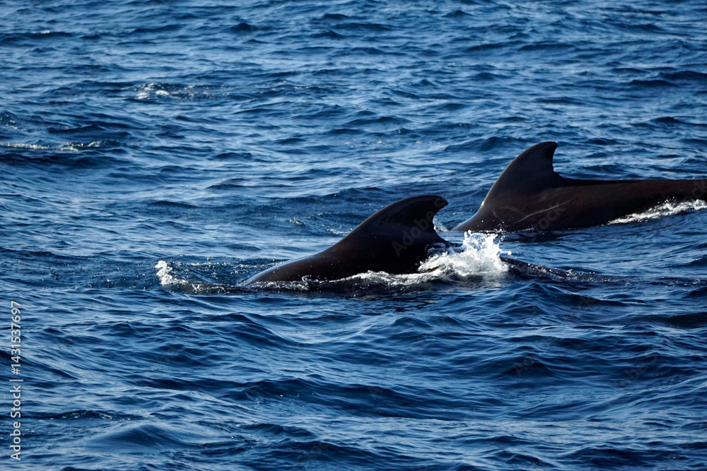Naklejka premium pilot whale in the indian ocean