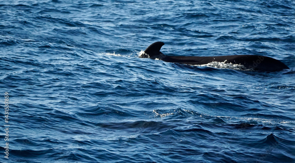 Naklejka premium pilot whale in the indian ocean