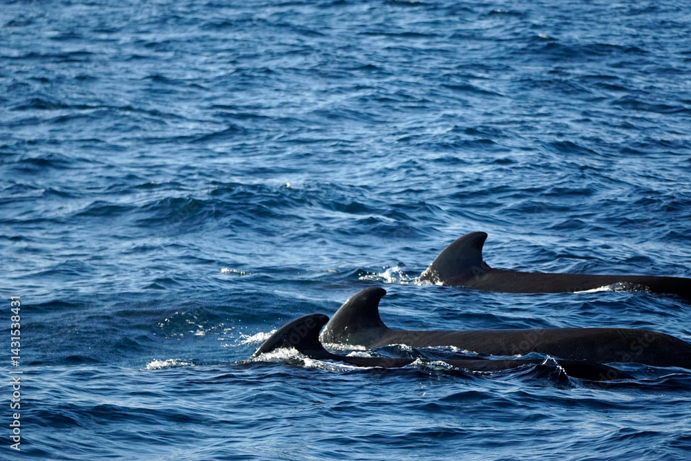 Naklejka premium pilot whale in the indian ocean